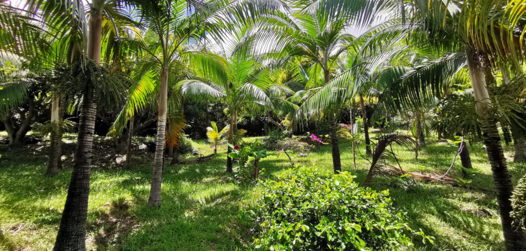 La Montagne, secteur du Chemin de L État Major