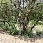 TERRAIN A BATIR ARGELLIERS