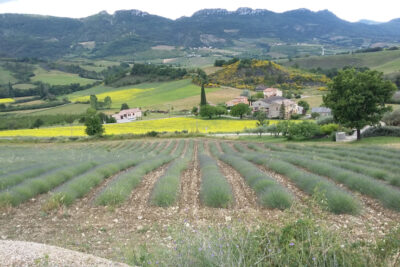 Proche Sainte Jalle 26110  .Terrain constructible de  7380 m – NR pièces – NR chambres – 7380 m²