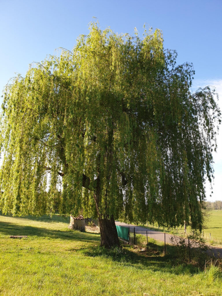 MAISON BRIONAISE ET DÉPENDANCES DE 200 M2 HABITABLES ENV. – 10 pièces – 6 chambres – 200 m²