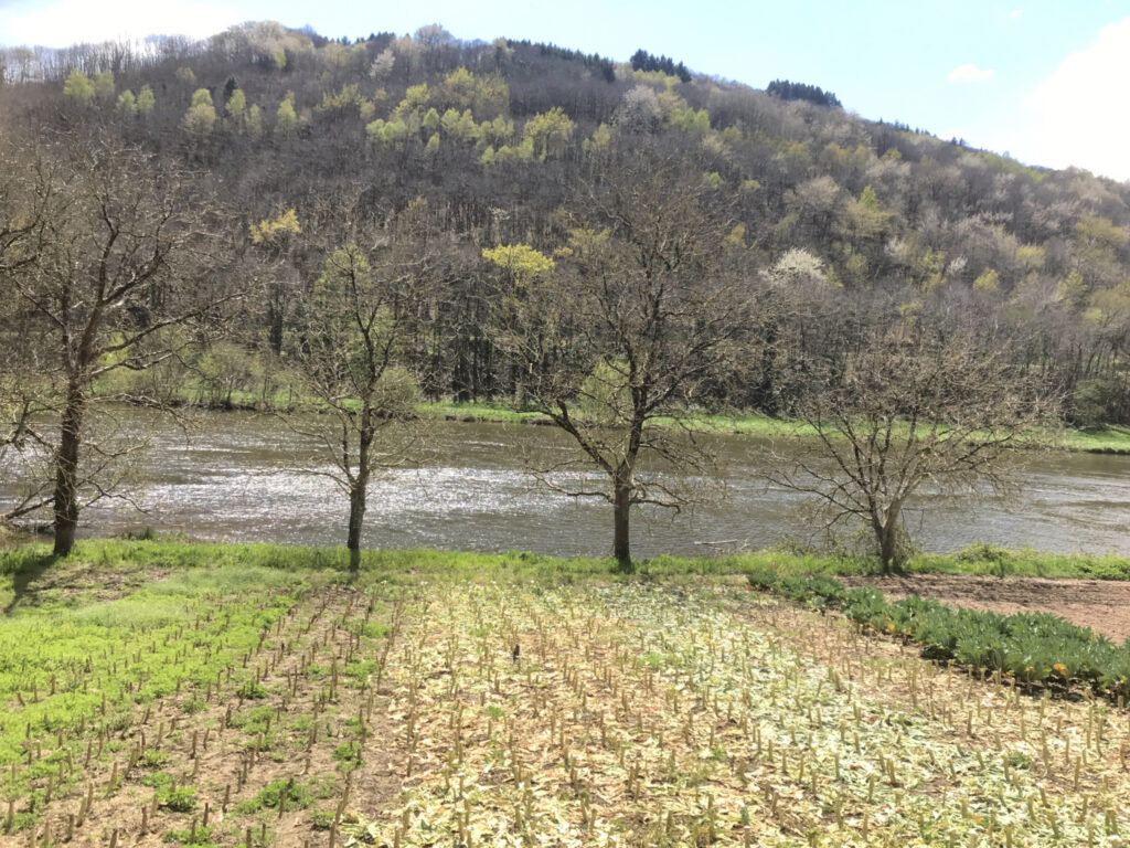 Jolie maison avec vue sur le Lot 12320 Conques-en-Rouergues – NR pièces – NR chambres