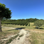 Superbe propriété viticole en plein coeur du Sud du Périgord  – 4 pièces – 3 chambres – 95 m²