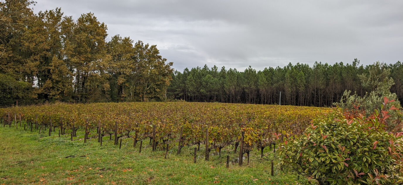 Propriété viticole avec gîte- AOC HAUT MEDOC – 8 pièces – 5 chambres – 455 m²