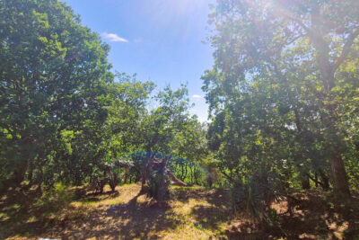 Maison au coeur du Pyla – 8 pièces – 4 chambres – 190 m²