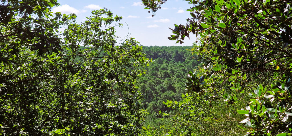 Maison au coeur du Pyla – 8 pièces – 4 chambres – 190 m²