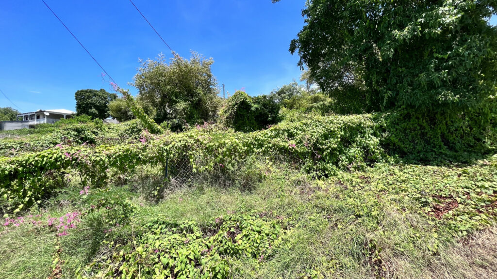 Terrain vue mer Vieux-Habitants – 900 m²