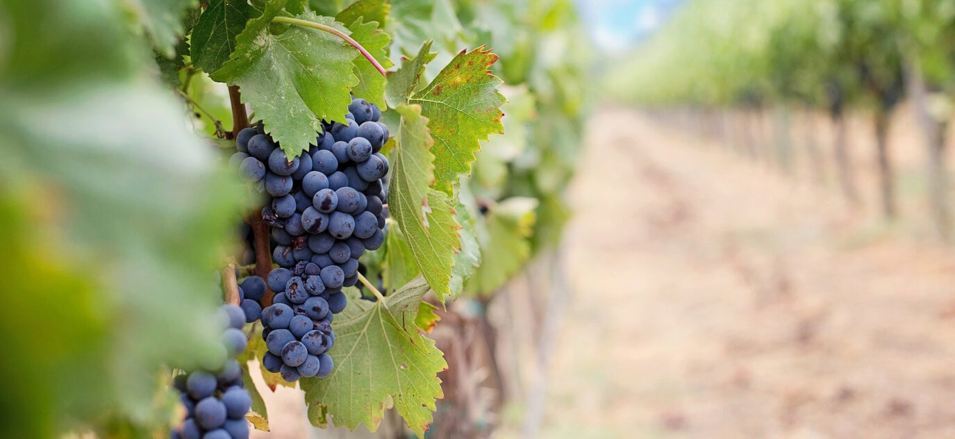 Propriété viticole de 23 hectares en Médoc – 11 pièces – 5 chambres – 356 m²