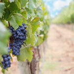 Propriété viticole de 23 hectares en Médoc – 11 pièces – 5 chambres – 356 m²