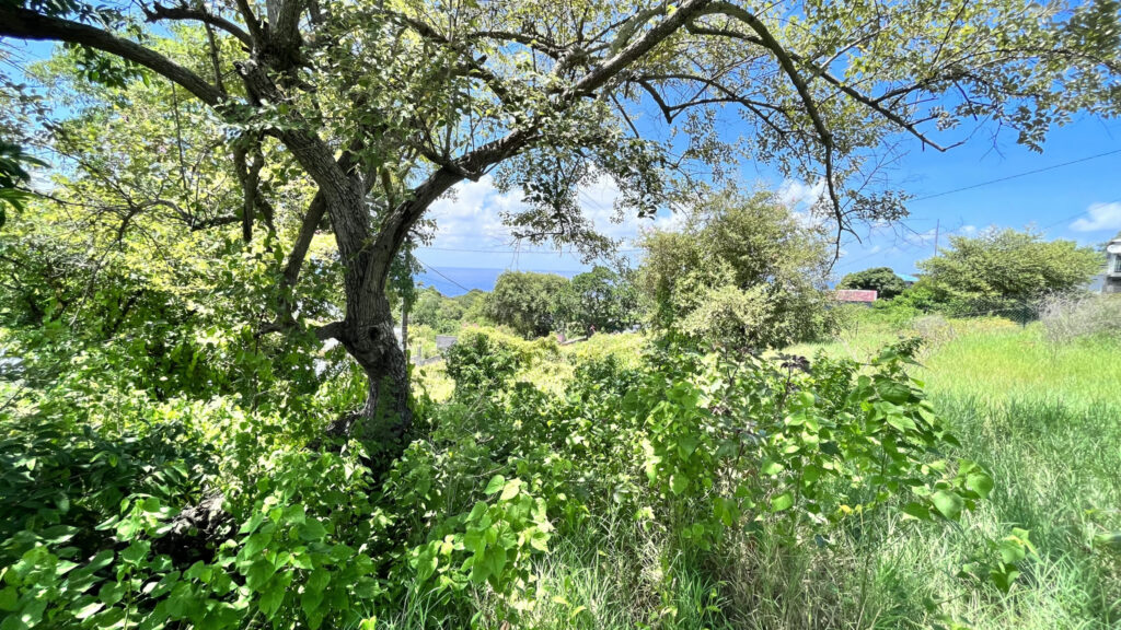 Terrain vue mer Vieux-Habitants – 900 m²