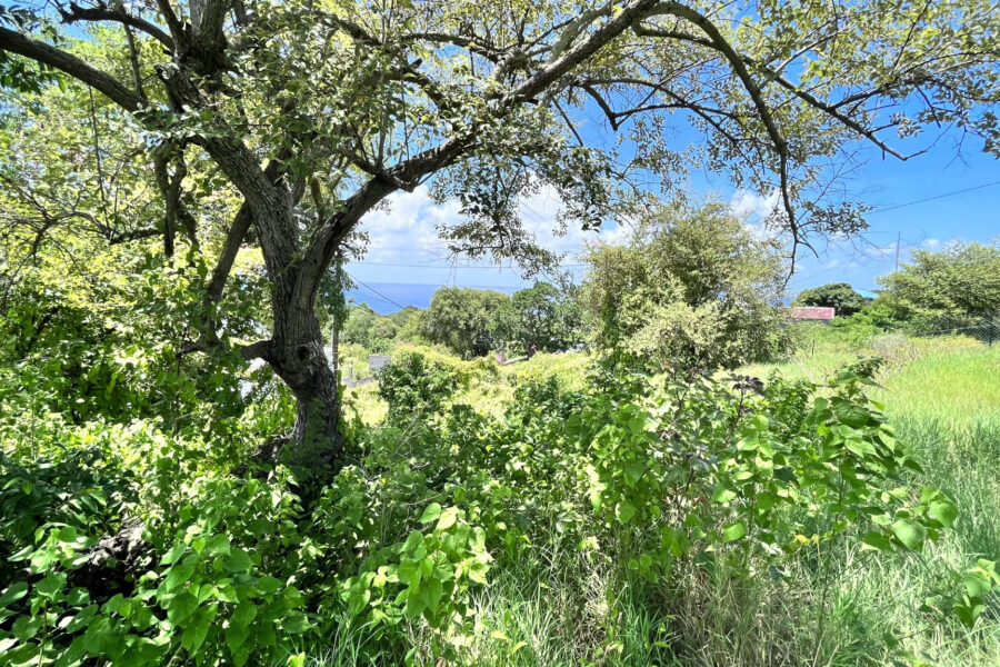 Terrain à vendre à Vieux-habitants