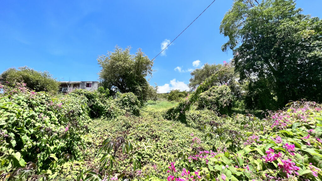 Terrain vue mer Vieux-Habitants – 900 m²