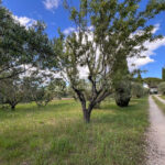 EN CAMPAGNE D’UN JOLI VILLAGE ALPILLES – 10 pièces – 5 chambres – 180.00 m²