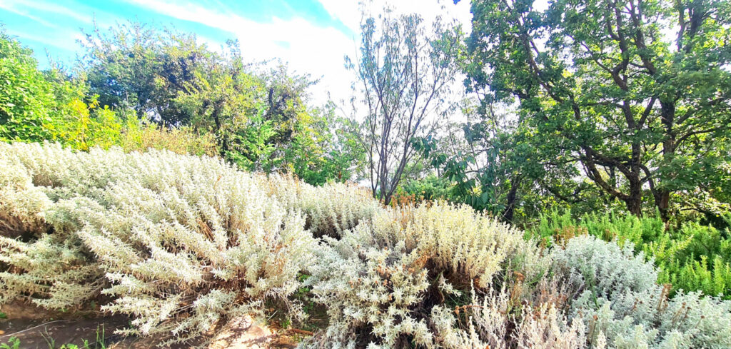 Villa d’architecte avec piscine  – 5 pièces – 3 chambres – 6  – 190 m²