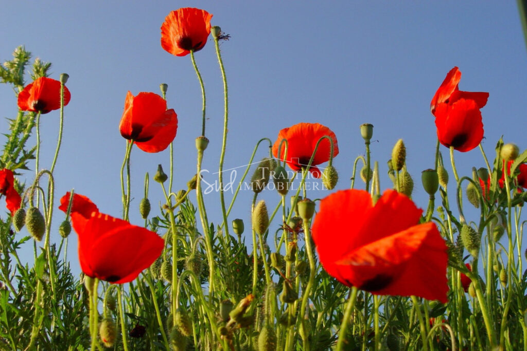 vente  – NR pièces – 4 chambres – 110.00 m²