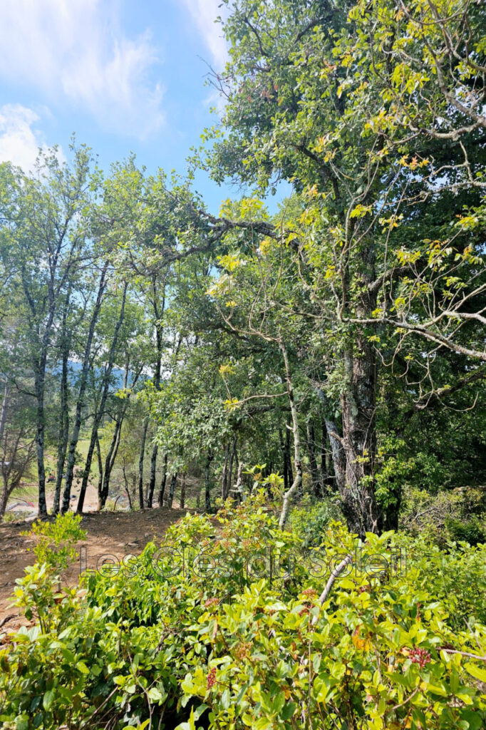 CAMPS LA SOURCE – TRES BEAUX TERRAINS  CAMPS LA SOURCE –   Dès – NR pièces – NR chambres – 4  – 1100.00 m²