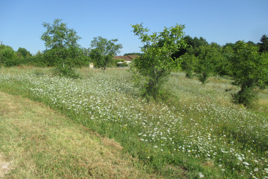 Terrain à vendre à Coux et biragoque