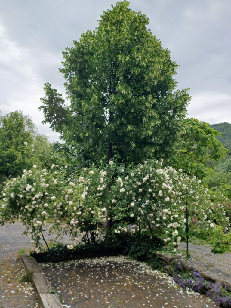 MAS RENOVE DE 14 PIECES ET 3 HABITATIONS A LA CAMPAGNE – 14 pièces – 11 chambres – 6  – 308 m²