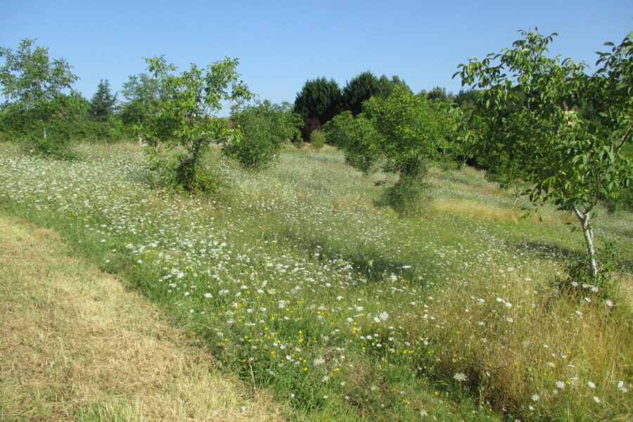 Terrain à vendre à Coux et biragoque