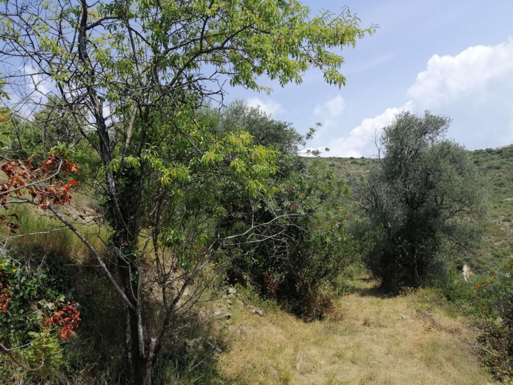 terrain  – NR pièces – NR chambres – NR  – 2935 m²