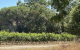 Maison à vendre à Grimaud — Vue nature — photo 1