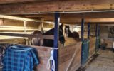 ANCIEN CORPS DE FERME RENOVE 8 PIECES 222 m² SUR TERRAIN DE 46 ARES 390000 EUROS – 8 pièces – 3 chambres – 222 m²