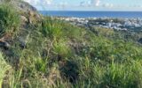 Terrain 516m² Colline des Camélias Saint-Denis – NR pièces – NR chambres – 516 m²