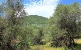 🌿 Terrain constructible – Pierrefeu (06910) 🌿 – NR pièces – NR chambres – 3077 m²
