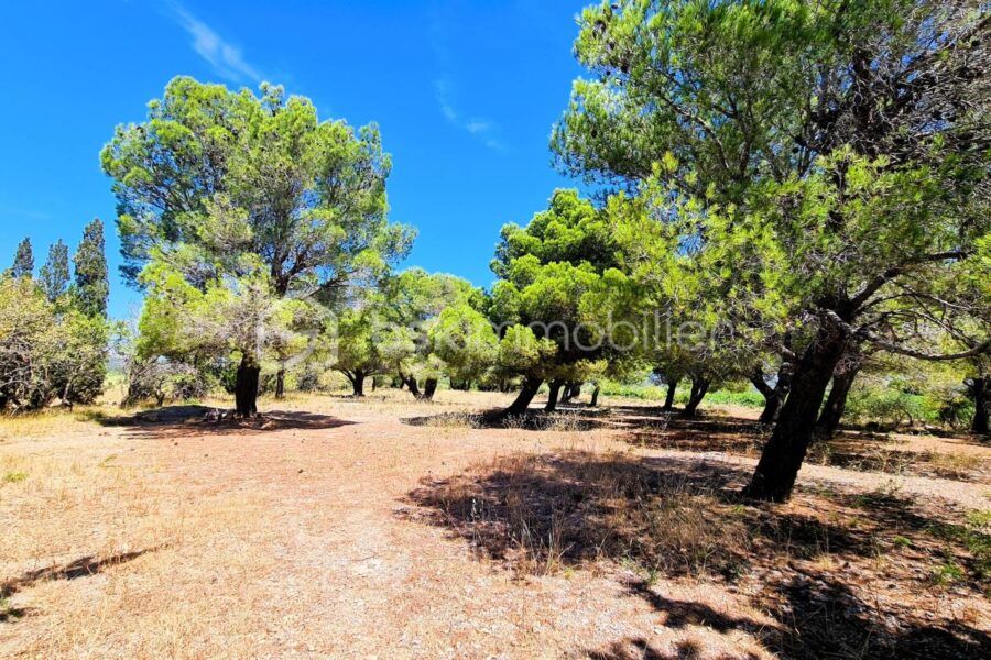 Maison à vendre à La palme — Vue nature — photo 1