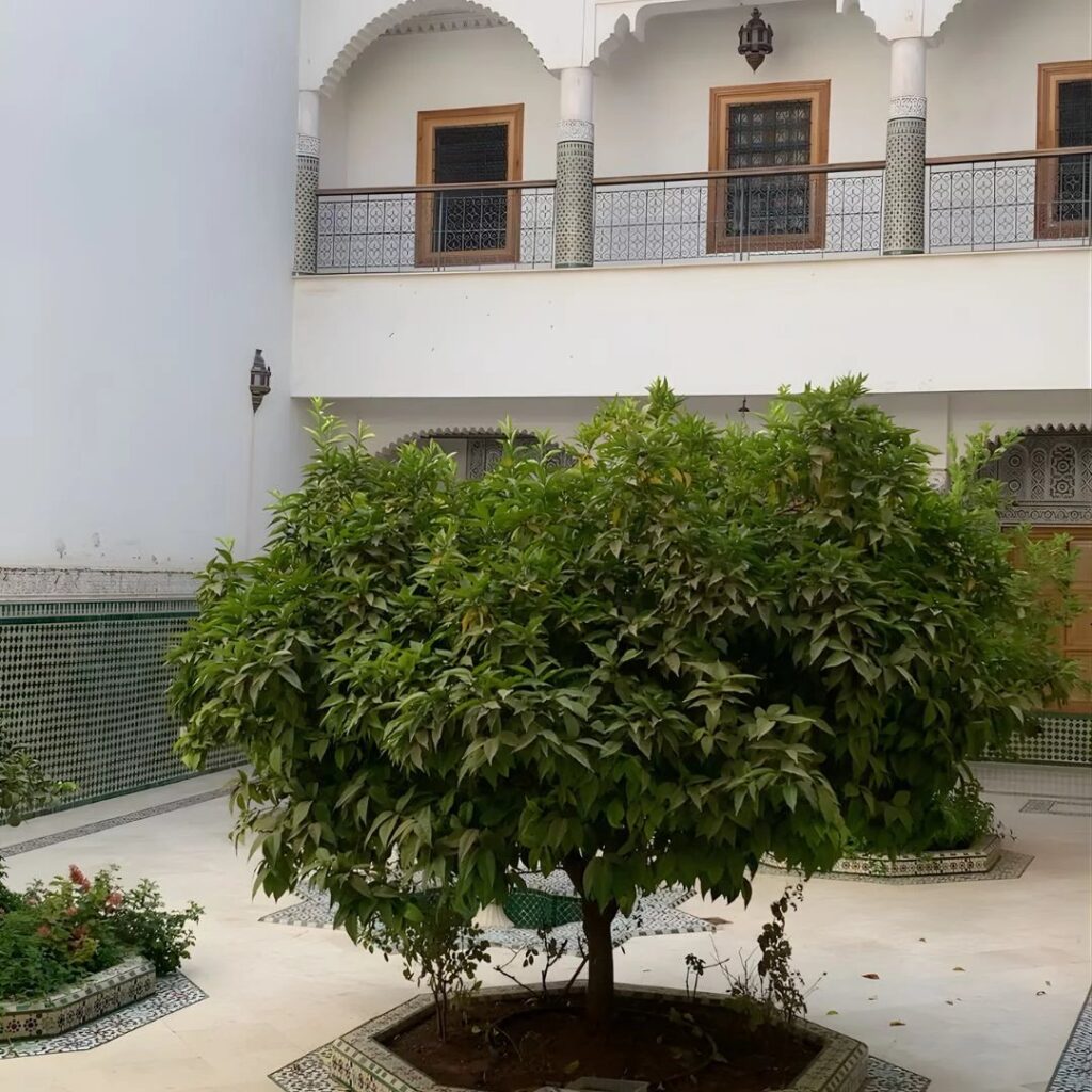 Riad d’exception à rénover –  Bab Doukala – 507 m² – 1 500 000 € – NR pièces – NR chambres – 507 m²