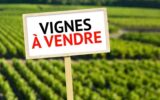 A VENDRE VIGNES EN COMPLANTS 47000 M² A BANYULS SUR MER – VUE MER – GRENACHE NOIR – NR pièces – NR chambres – 47000 m²