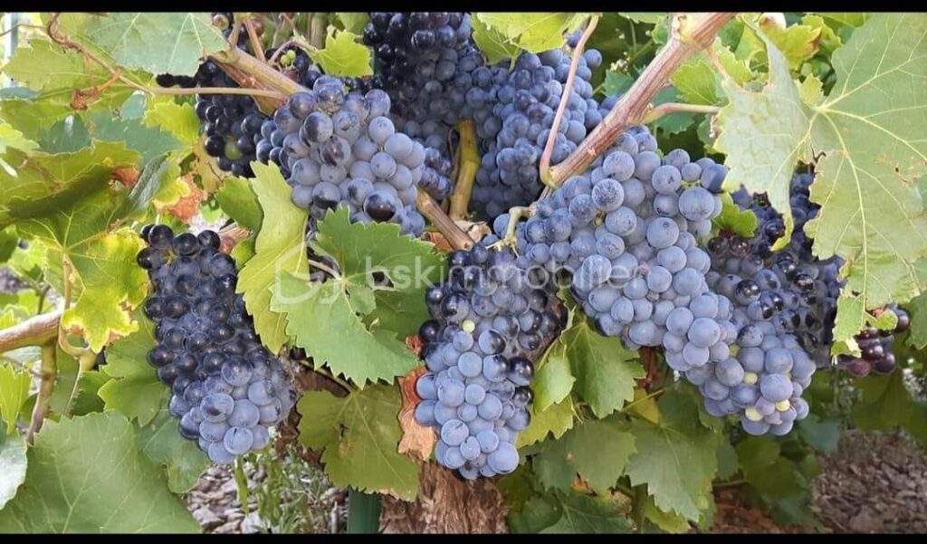 A VENDRE VIGNES EN COMPLANTS 47000 M² A BANYULS SUR MER – VUE MER – GRENACHE NOIR – NR pièces – NR chambres – 47000 m²