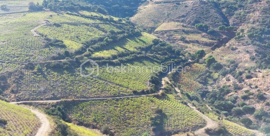 A VENDRE VIGNES EN COMPLANTS 47000 M² A BANYULS SUR MER – VUE MER – GRENACHE NOIR – NR pièces – NR chambres – 47000 m²