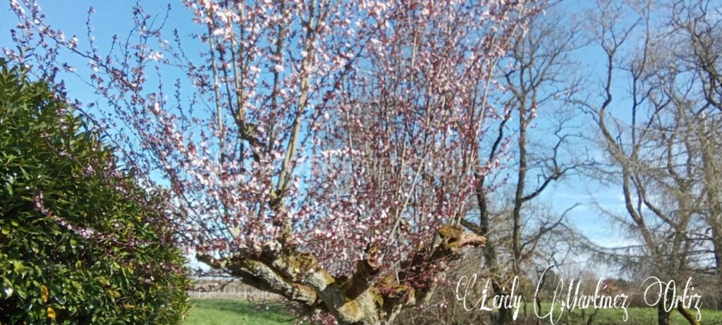 Propriété, maison 200m2,terrain 2,7ha – 6 pièces – 3 chambres – 200 m²