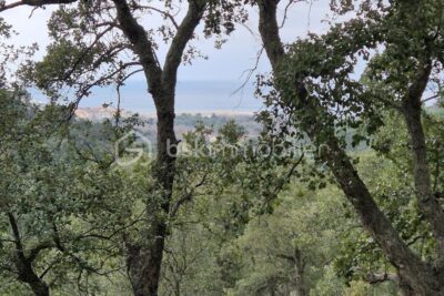 A VENDRE BOIS 56090M² A ARGELES SUR MER – PROCHE DU RACOU – VUE MER – FORAGE – PUITS ARTESIEN – PANNEAUX PHOTOVOLTAIQUES – ELECTRICITE – NR pièces – NR chambres – 56090 m²