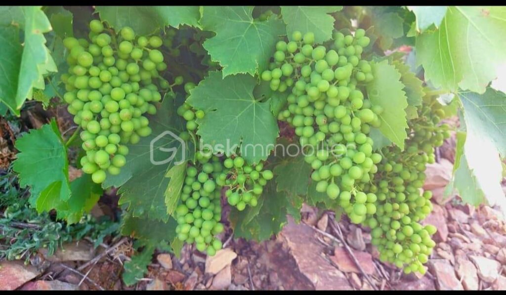 A VENDRE VIGNES EN COMPLANTS 47000 M² A BANYULS SUR MER – VUE MER – GRENACHE NOIR – NR pièces – NR chambres – 47000 m²