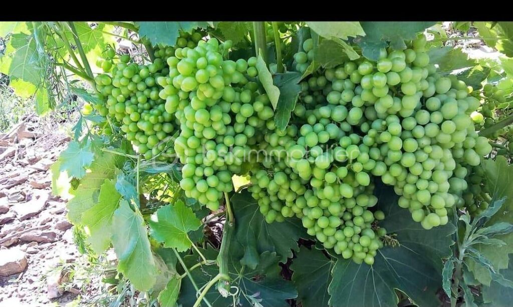 A VENDRE VIGNES EN COMPLANTS 47000 M² A BANYULS SUR MER – VUE MER – GRENACHE NOIR – NR pièces – NR chambres – 47000 m²