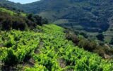A VENDRE VIGNES EN COMPLANTS 47000 M² A BANYULS SUR MER – VUE MER – GRENACHE NOIR – NR pièces – NR chambres – 47000 m²