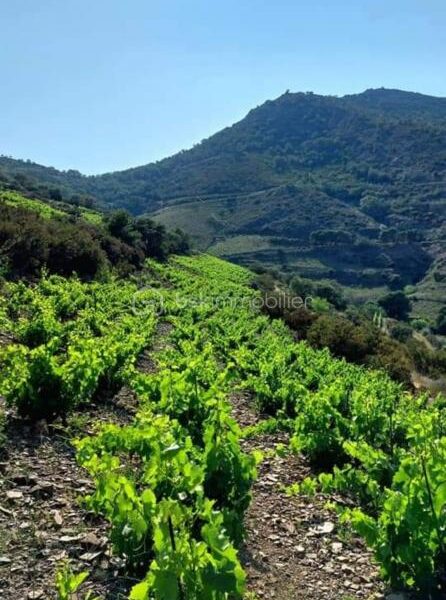 Terrain à vendre à Banyuls sur mer