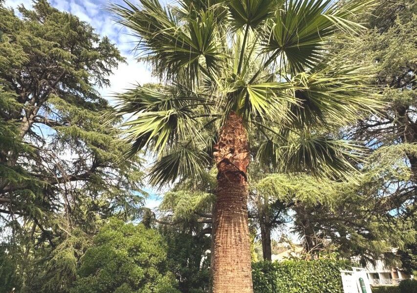 Appartement à vendre à Cannes