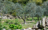 Mas Provençal de Charme avec Piscine ? Vue sur les Collines du – NR pièces – 4 chambres – 190.00 m²