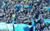 A VENDRE VIGNES EN COMPLANTS 47000 M² A BANYULS SUR MER – VUE MER – GRENACHE NOIR – NR pièces – NR chambres – 47000 m²