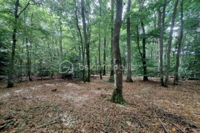 Maison au cœur d’une parcelle boisée – Coup de cœur assuré ! – 4 pièces – 3 chambres – 117 m²