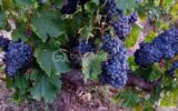 A VENDRE VIGNES EN COMPLANTS 47000 M² A BANYULS SUR MER – VUE MER – GRENACHE NOIR – NR pièces – NR chambres – 47000 m²
