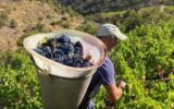 A VENDRE VIGNES EN COMPLANTS 47000 M² A BANYULS SUR MER – VUE MER – GRENACHE NOIR – NR pièces – NR chambres – 47000 m²