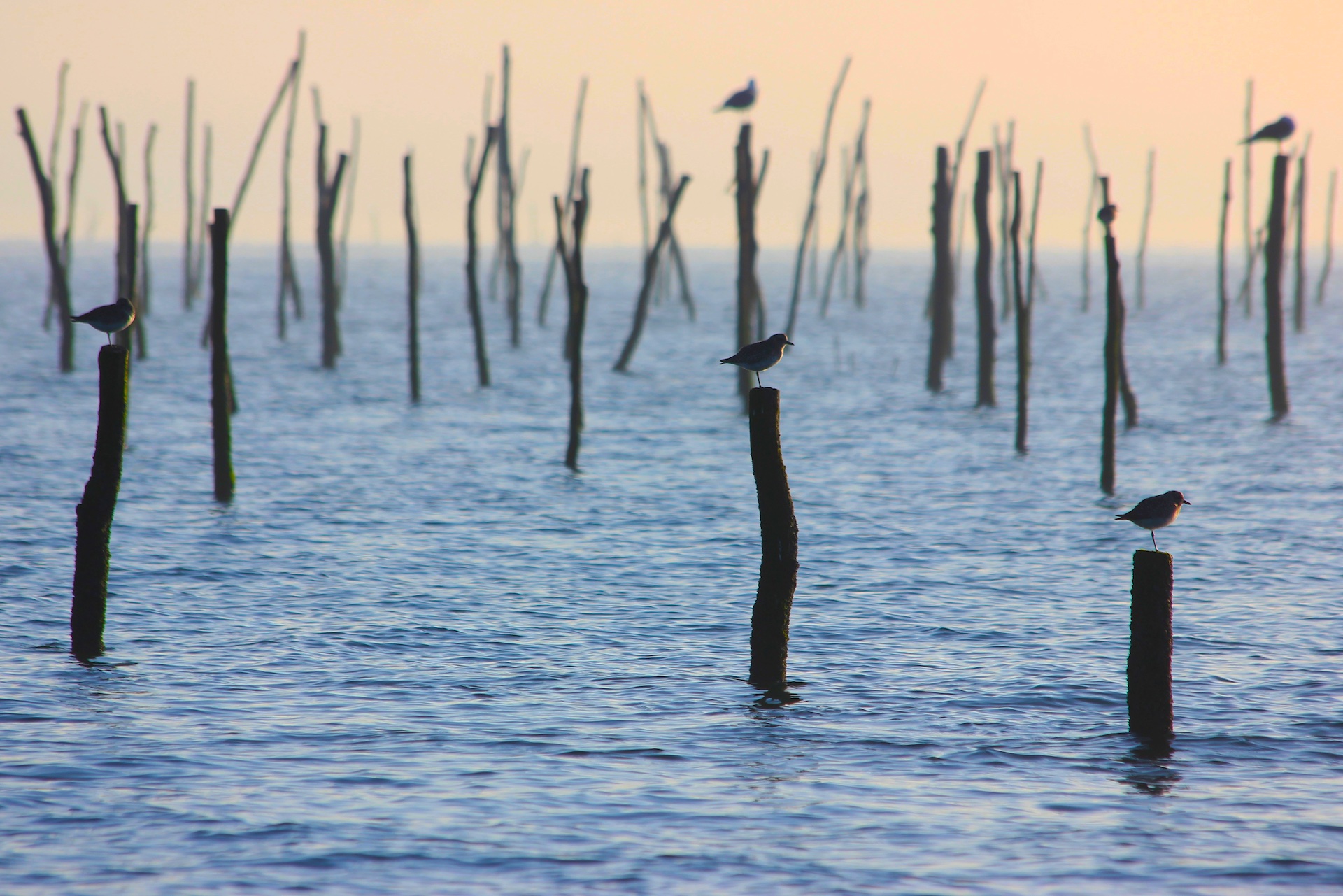 parc huitre vue bassin arcachon