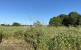Terrain à vendre à Lignan sur orb