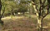 Terrain à vendre à La capelle et masmolene — Vue nature — photo 2