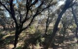 Terrain constructible Vue dominante – NR pièces – NR chambres – 1572 m²