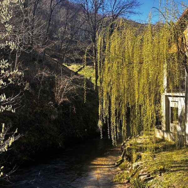 Maison à vendre à Boisset