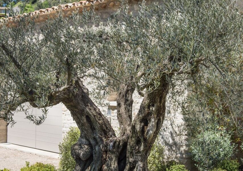 Maison à louer à Eygalières